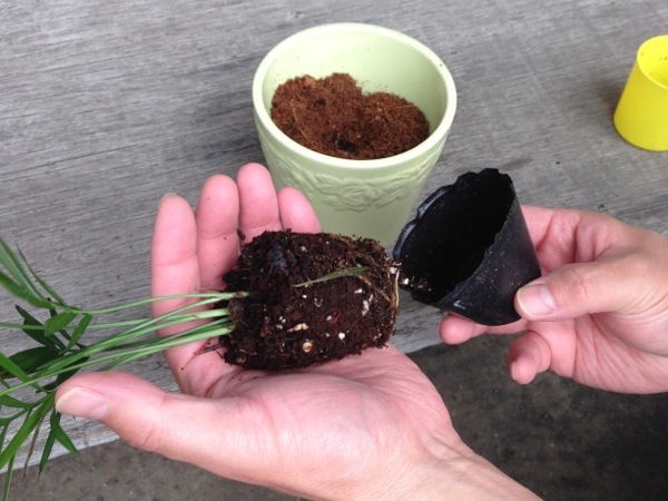 �e�[�u�����V�𔫂���o��